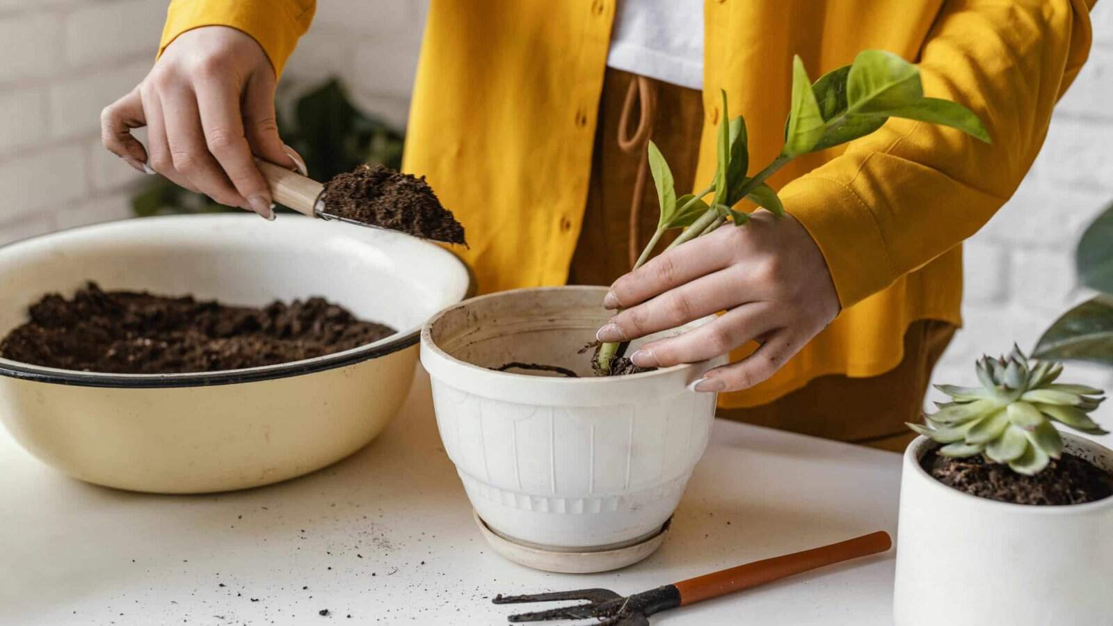 Jardinagem em casa: trazendo novos ares para o seu lar - Trocando uma muda de vaso